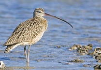 £1 million project launched to save iconic Welsh bird from extinction