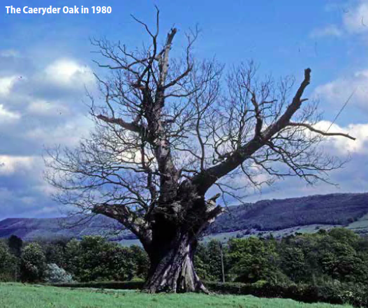 Caeryder Oak