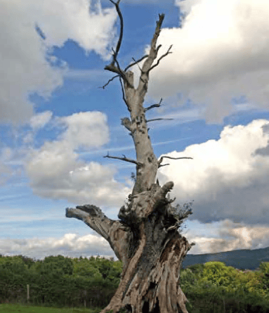 The Caeryder Oak before it fell ​