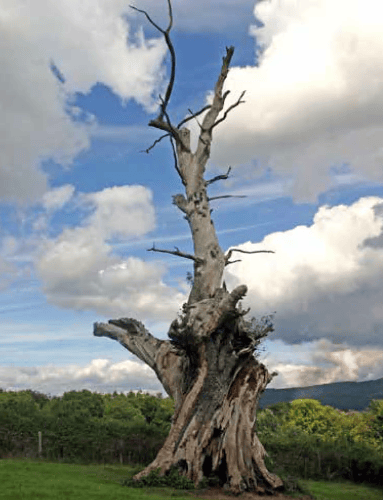 The Caeryder Oak before it fell 