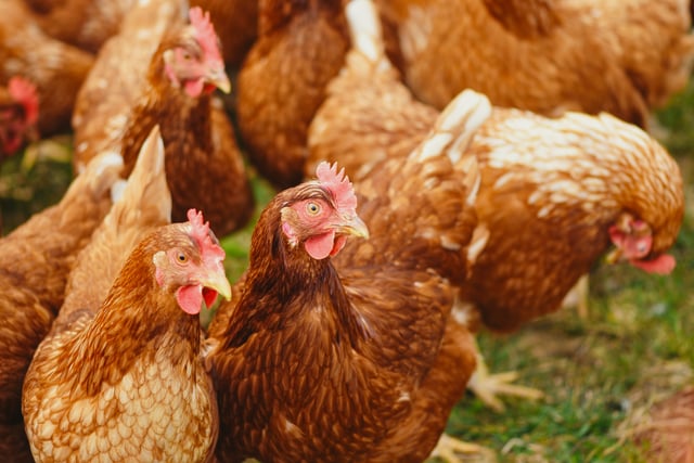 Farm given green light for 80,000 more chickens despite waste fears