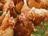 Farm given green light for 80,000 more chickens despite waste fears