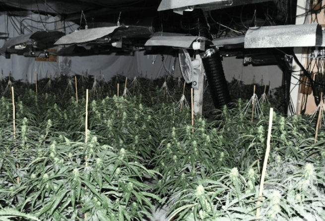 Cannabis factory dismantled