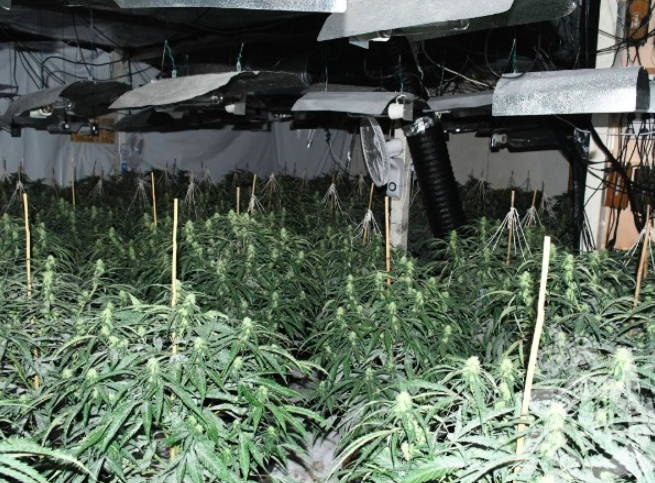 Cannabis factory dismantled