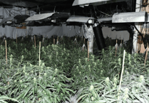 Officers dismantle two cannabis factories in Blaenau Gwent