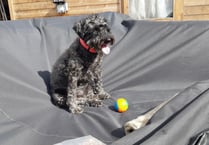 Dog owner speaks out on tragic cattle grid death 
