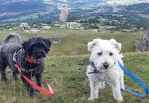 MCC to reconsider the castle meadows cattle grid after dogs death 