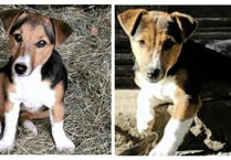 Dogs stolen near Abergavenny
