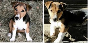 Dogs stolen near Abergavenny