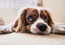 Dog ban on the cards for Gwent?