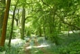 The tree-mendous benefit of Monmouthshire's woodland