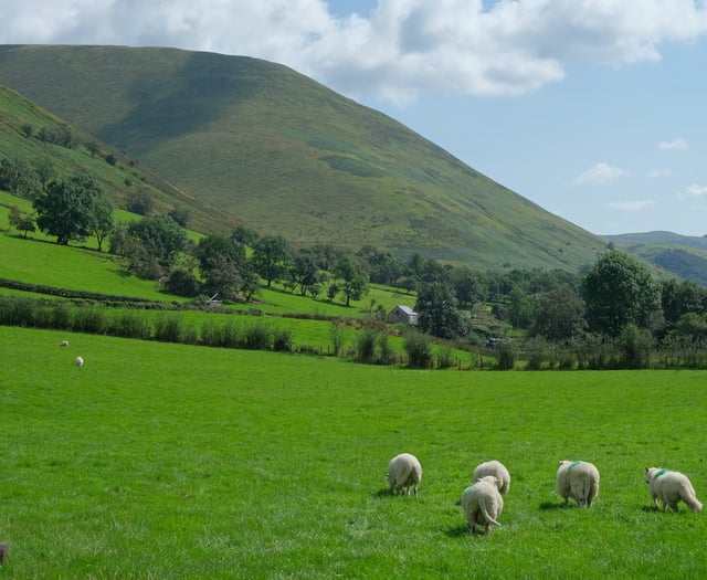 Welsh Government tree planting plans risk food production warns MP