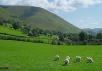 Welsh Government tree planting plans risk food production warns MP
