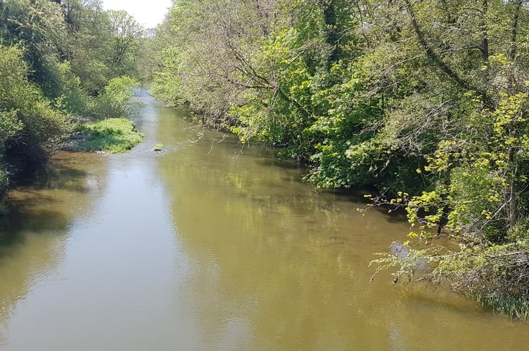 An algal bloom turns the Wye the colour of pea soup.jpg