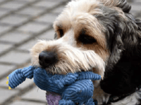 Training your dog with Tracey Prall