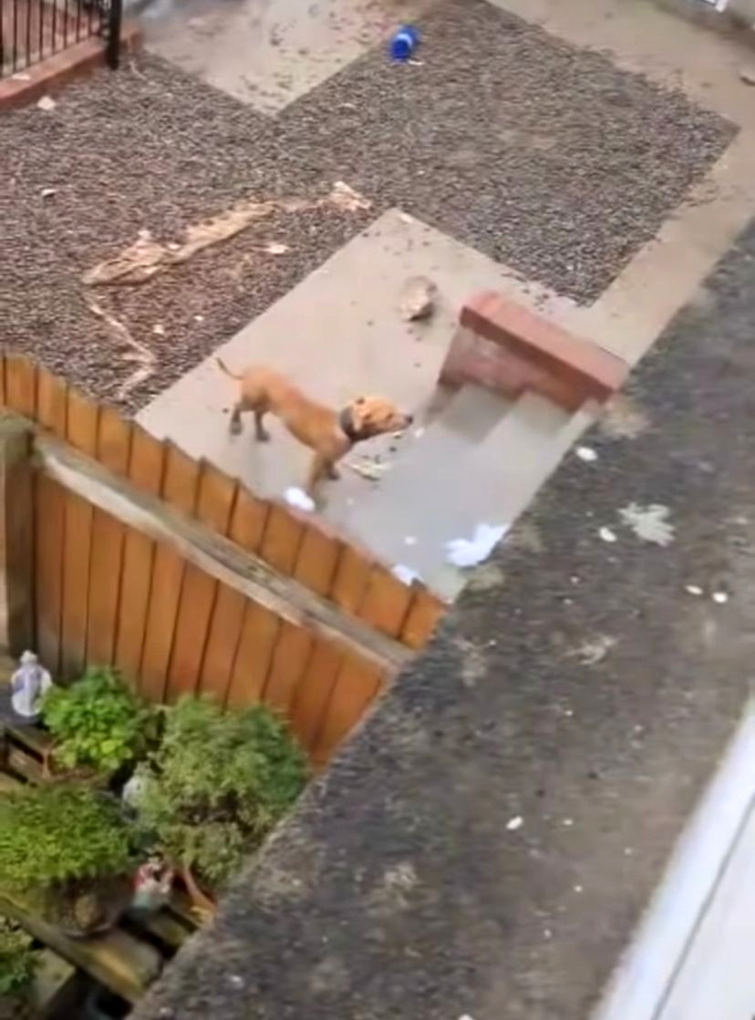 Abergavenny dog abuse scandal exposed by trainer