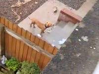 Abergavenny dog abuse scandal exposed by trainer