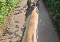 Abergavenny's overgrown bridleways creates issue for charity horse ride 