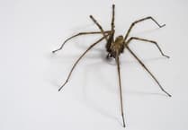 The Editor Writes: The season of mists, mellow fruitfulness and massive spiders...