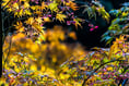 Weather paves way for spectacular autumn colour, experts say