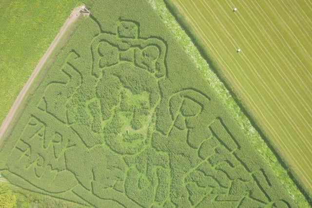 An a-maize-ing maze in the likeness of King Charles