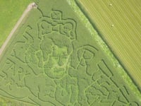An a-maize-ing maze in the likeness of King Charles