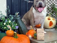 Local bakery plans spooktacular doggy costume contest