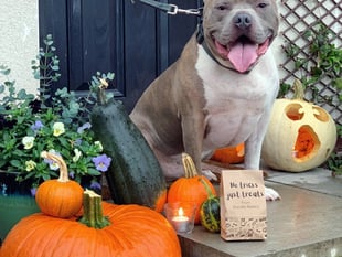 Local bakery plans spooktacular doggy costume contest