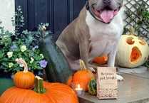 Local bakery plans spooktacular doggy costume contest