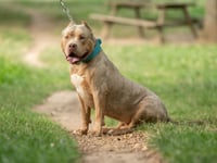 Dog in fatal Rogiet attack was an XL Bully say police