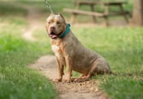 Dog in fatal Rogiet attack was an XL Bully say police