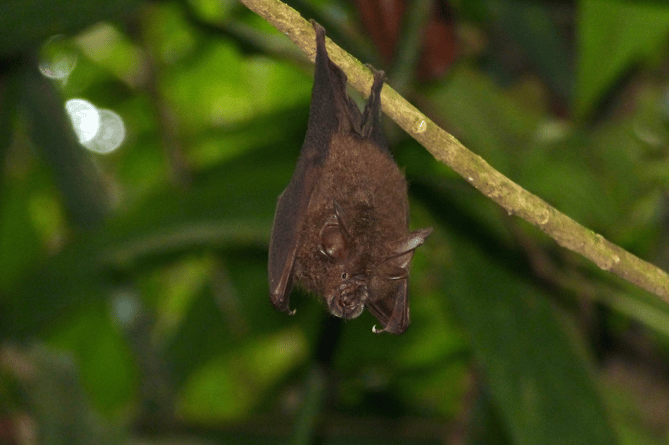 Horseshoe bat 'hanging out'