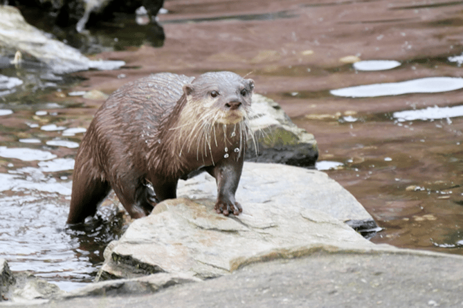 An otter coming out from a morning dip.