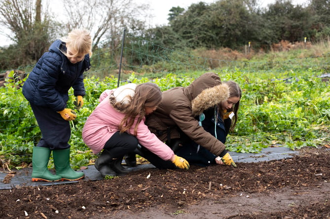 Pupils planting vegetables