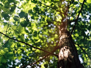 Council approves felling of diseased ash tree