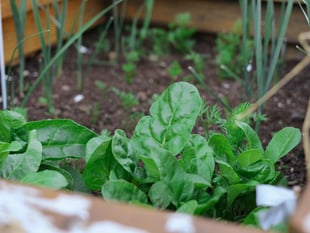 Monmouthshire Food Partnership Grants open