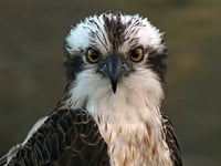 Learn more about osprey pair