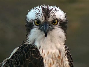 Learn more about osprey pair