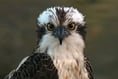 Learn more about osprey pair