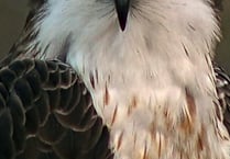 Learn more about osprey pair