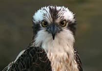 Learn more about osprey pair