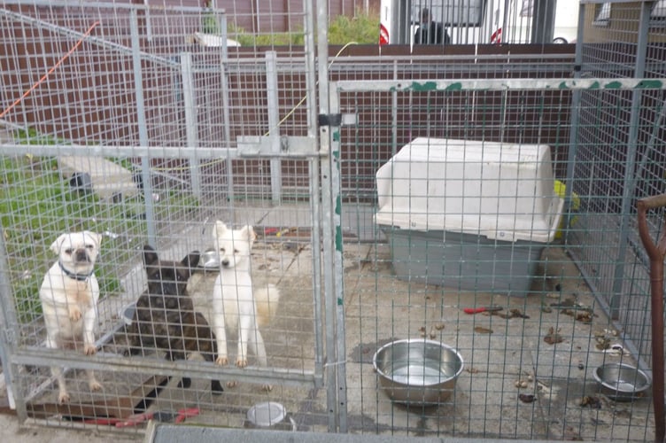 Dogs imported from Eastern Europe and Ireland were being resold as family pets