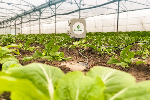 Irrigation sensors enable accurate crop management