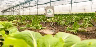 Irrigation sensors enable accurate crop management