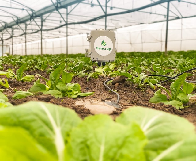 Irrigation sensors enable accurate crop management