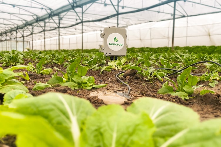 Soilcrop