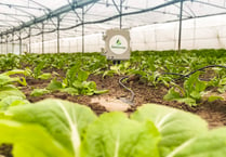 Irrigation sensors enable accurate crop management