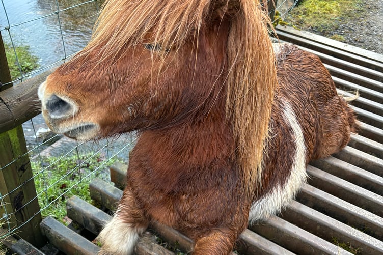 Shetland pony trapped in cattle grid
