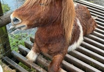 
Near death ordeal for pony at the hands of careless rambler 