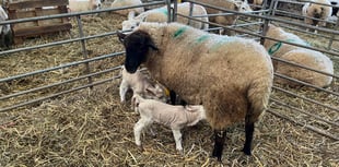 Spring is in the air at Raglan Farm Park